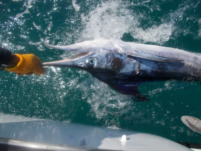 Noleggio per pesca d'altura a Punta Cana - Marlin Blu in lenza
