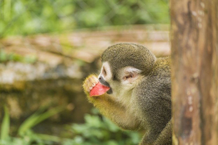 Monkeyland and Plantation Safari Tour