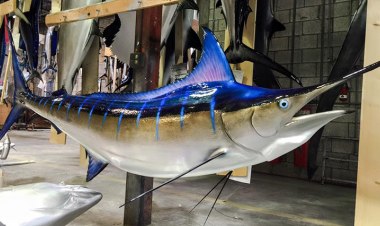 Gray Taxidermy fish mounts and fish replicas