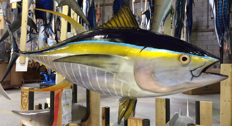 Yellow Fin Tuna Replica